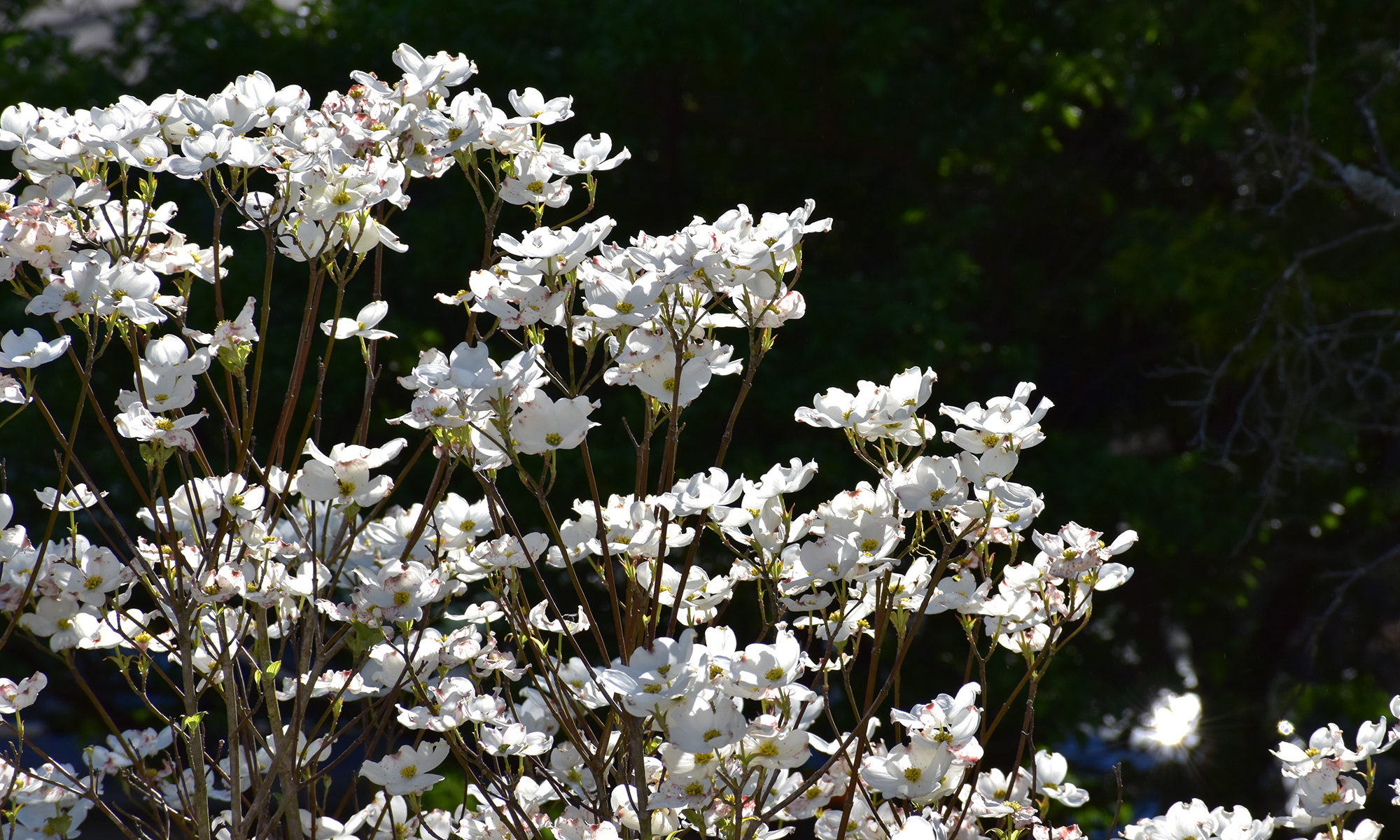 Dogwood blossoms